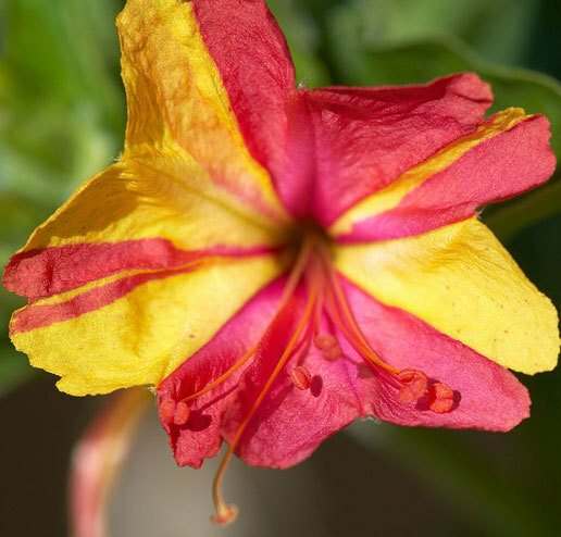 Mirabilis jalapa Broken Colors | Four OClock | Marvel of Peru | 5_Seeds
