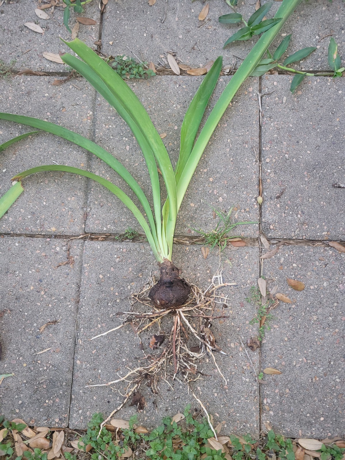 2 bulb Amaryllis Lily Flower St. Joseph’s Lily Hippeastrum x johnsonii