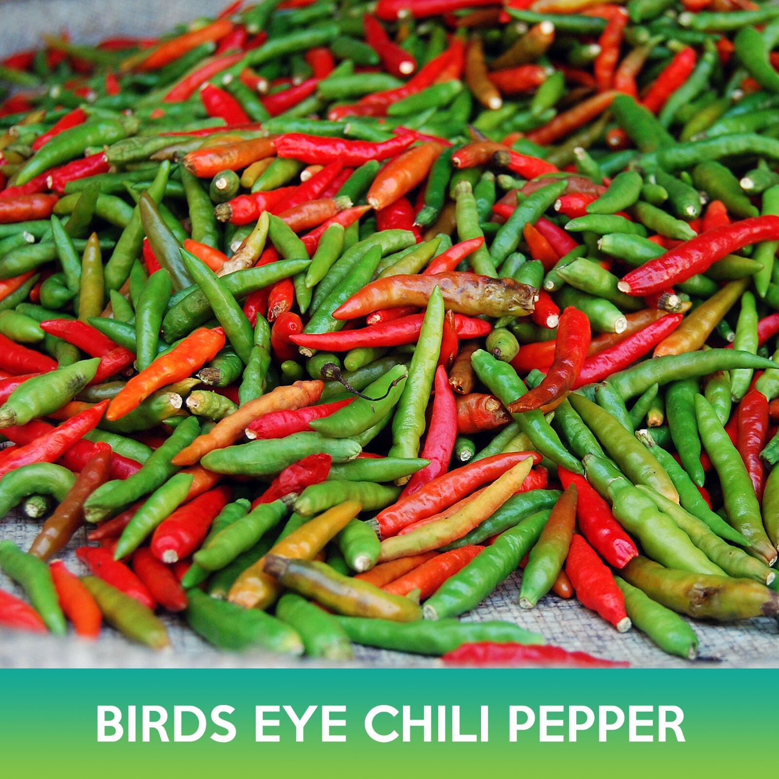 Birds Eye Chili Pepper Seeds, Thai Chili Pepper