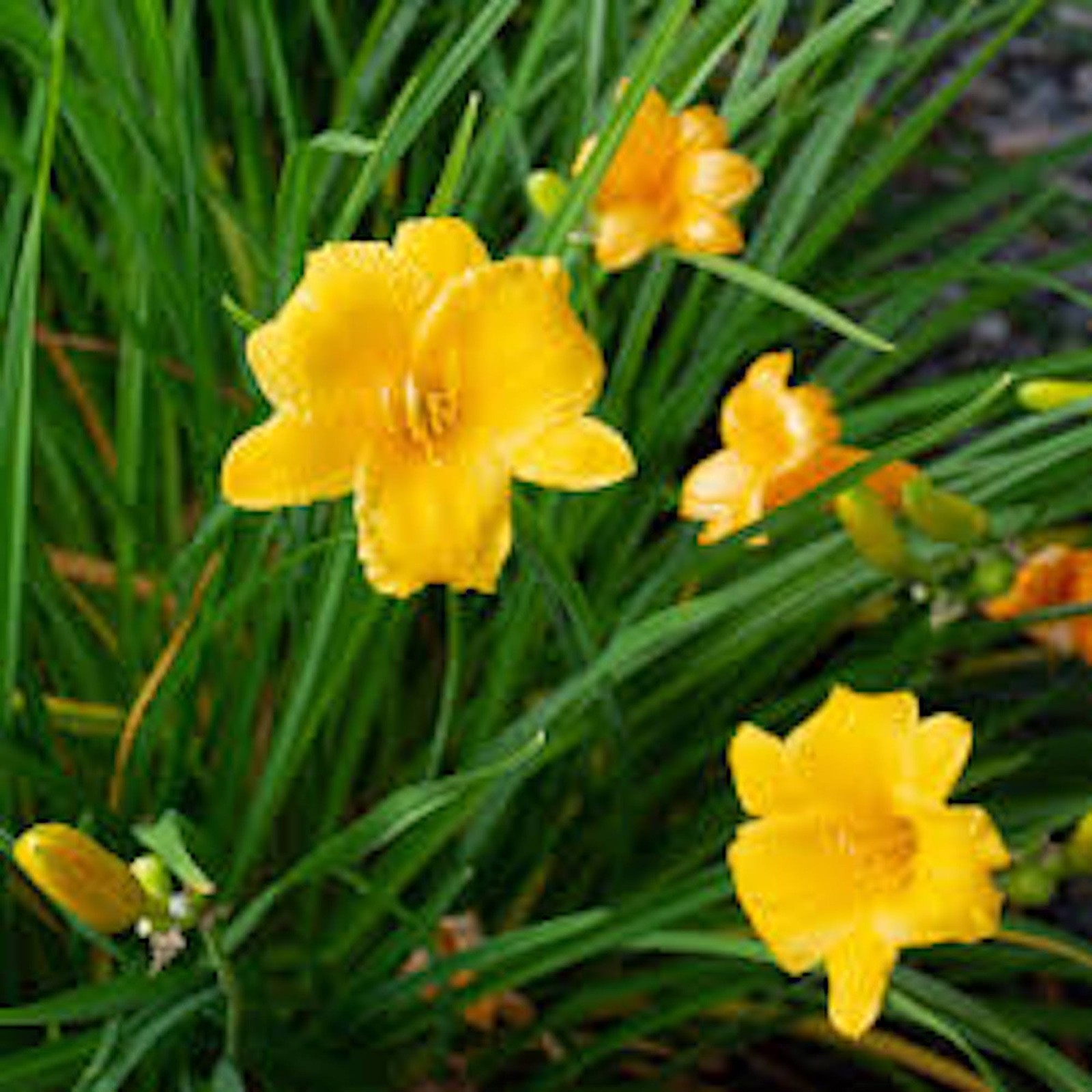 3 Stella de Oro Daylily Hemerocallis Golden Yellow Daylily Bare root