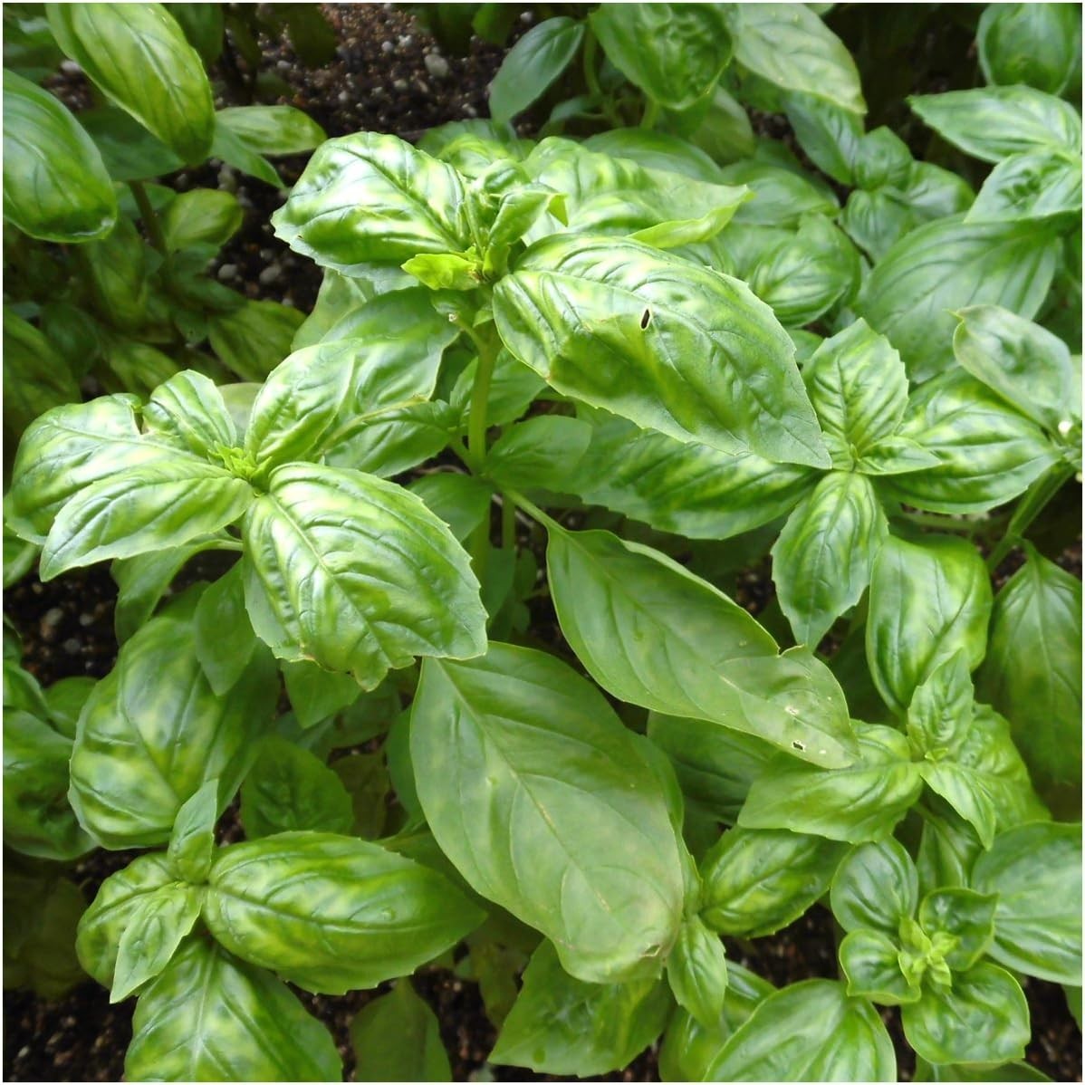 Seed Needs Culinary Basil Herb Seed Packet Collection – 8 Individual Varieties