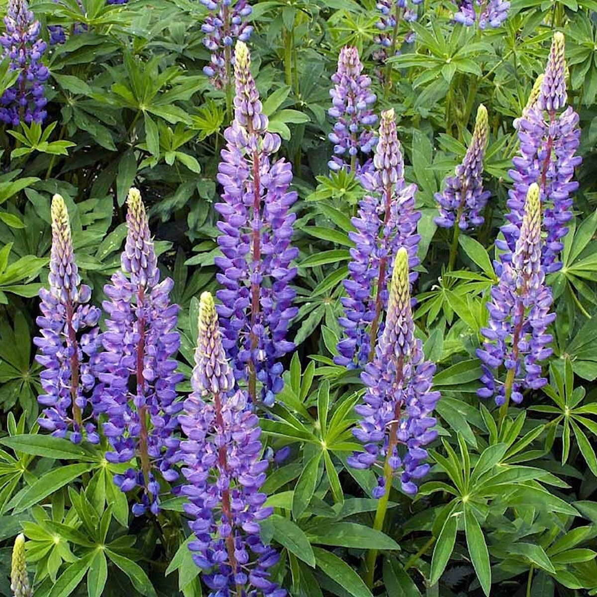 100 Perennial Lupine Wildflower Seeds – Everwilde Farms Mylar Seed Packet