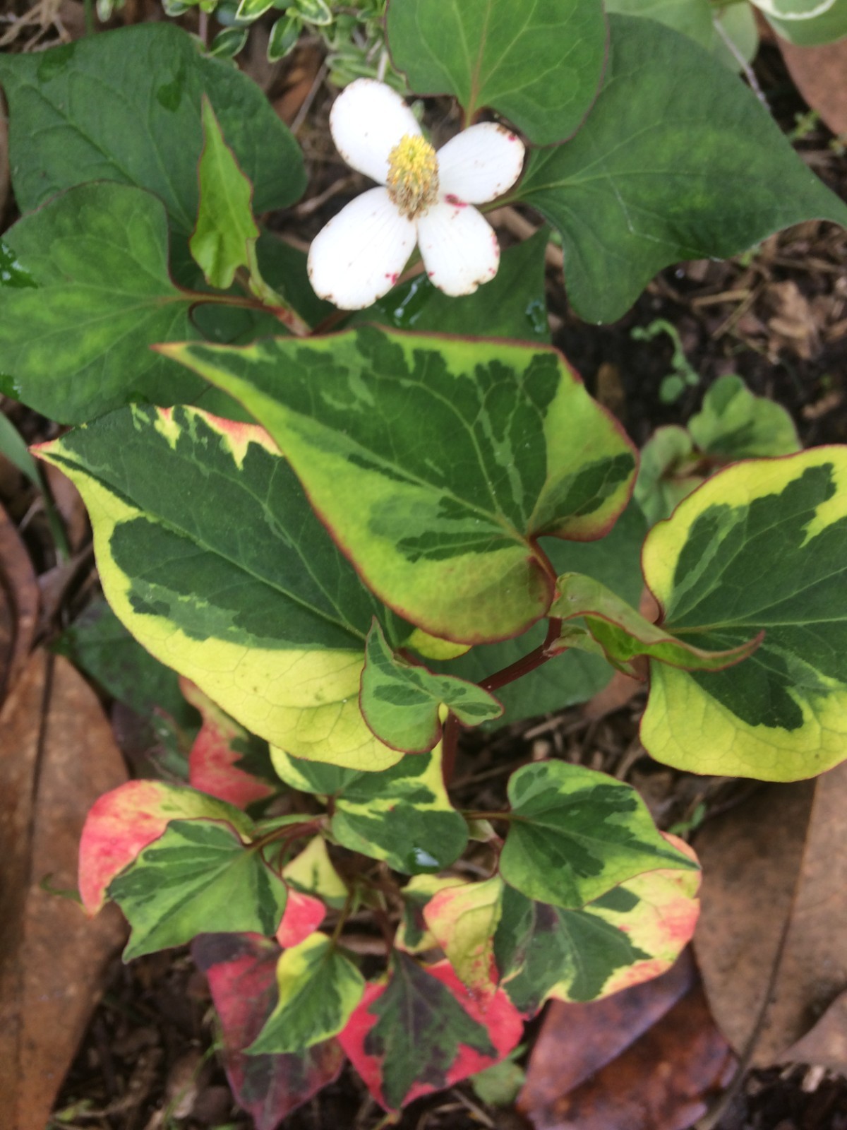 Houttuynia chameleon 20 seeds