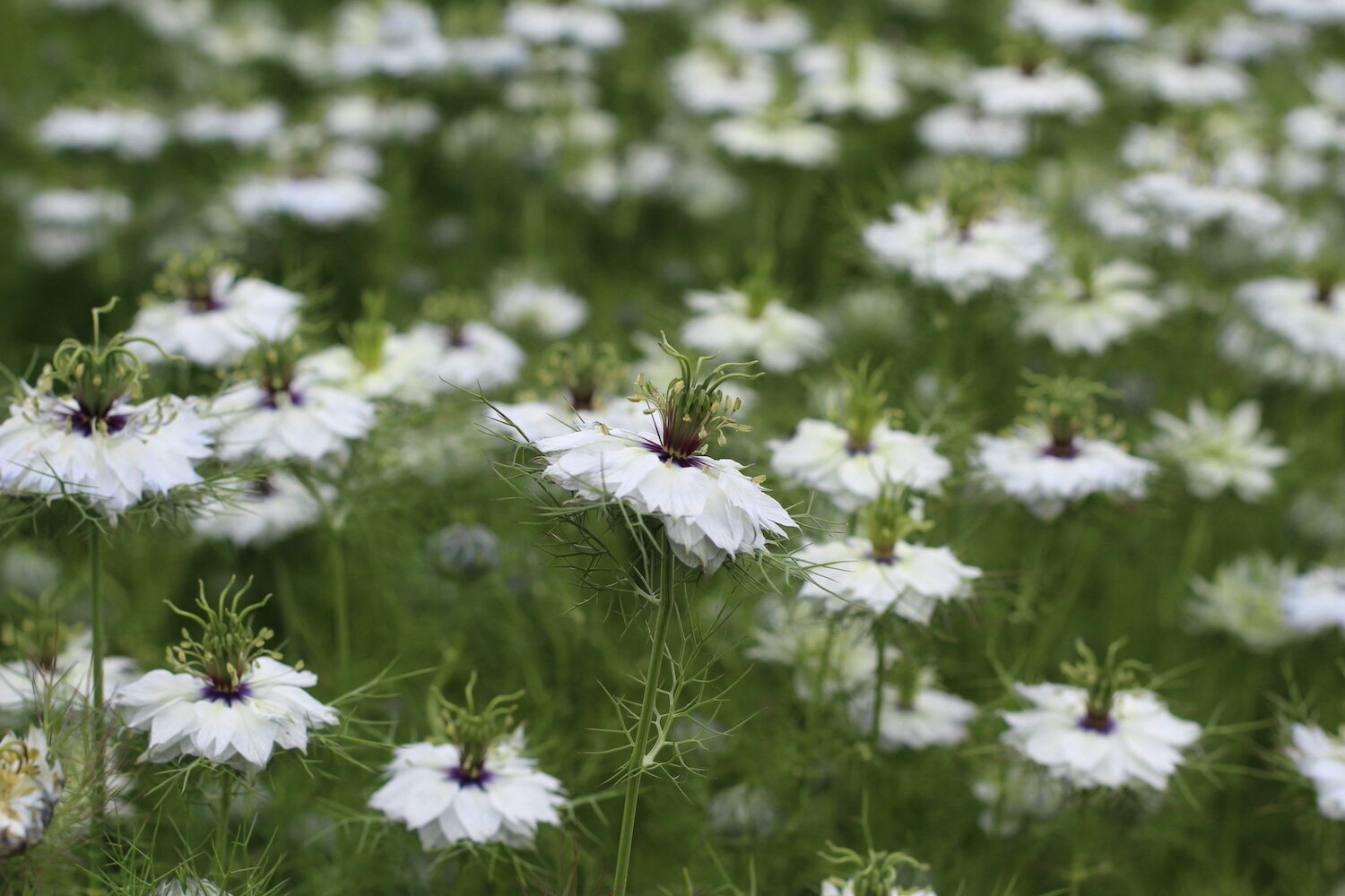Nigella Damascena – Albion Black Pod seed