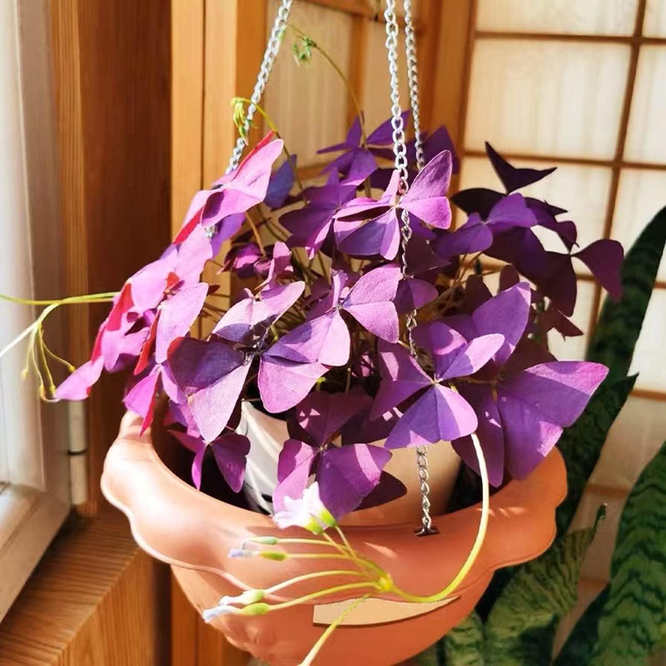 10 Pcs Purple Shamrock Bulbs Seeds Oxalis Triangularis Organic Bulbs Plants Se..