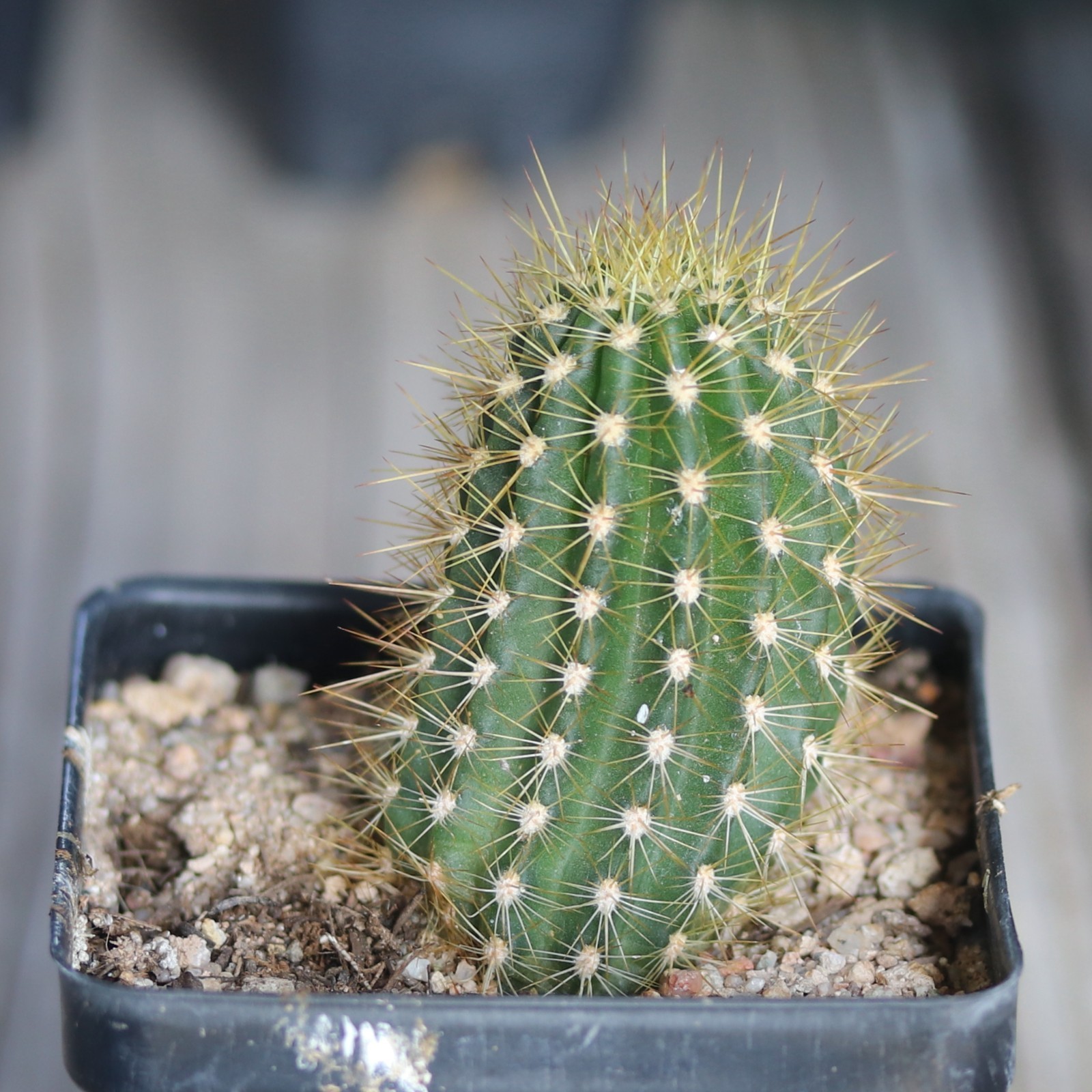 Tricho hybrid ‘Sweet Aloha’