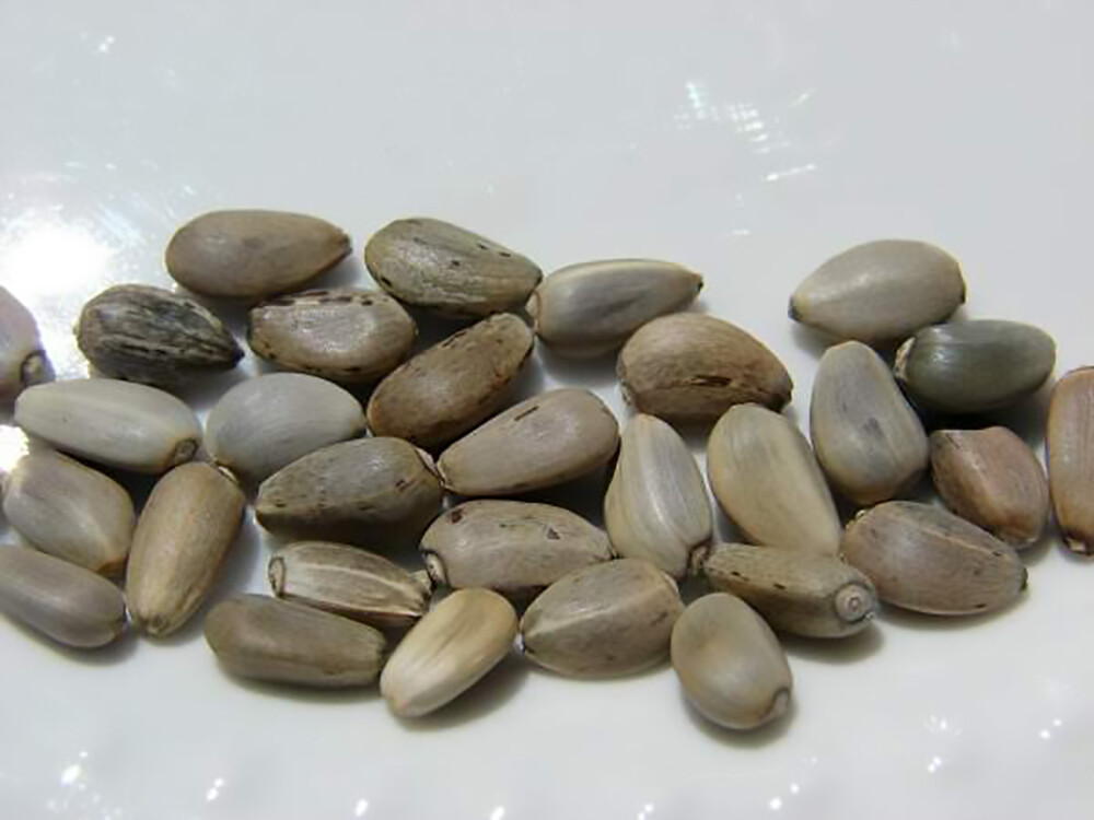 Globe Artichoke, Cynara scolymus, Seeds