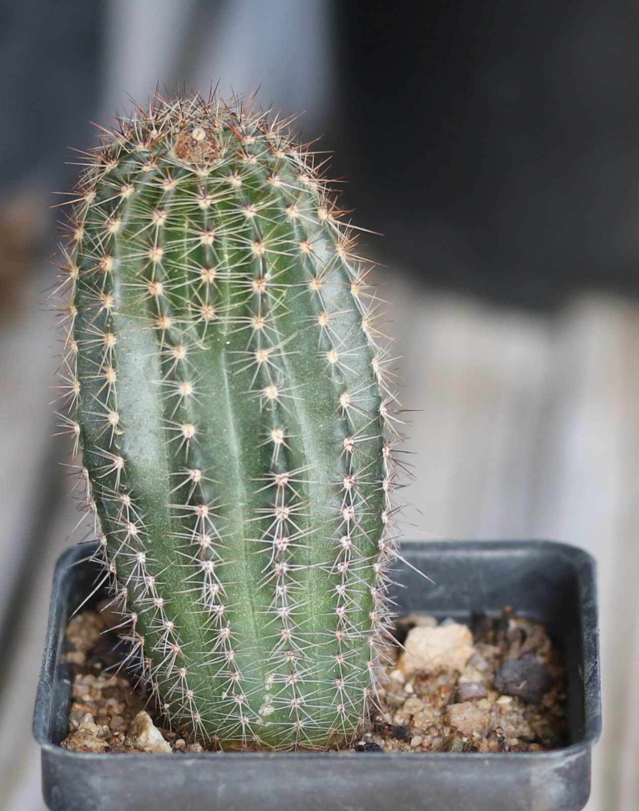 Echinopsis hybrid ‘Sierra Skyline’ x ‘Uranus’