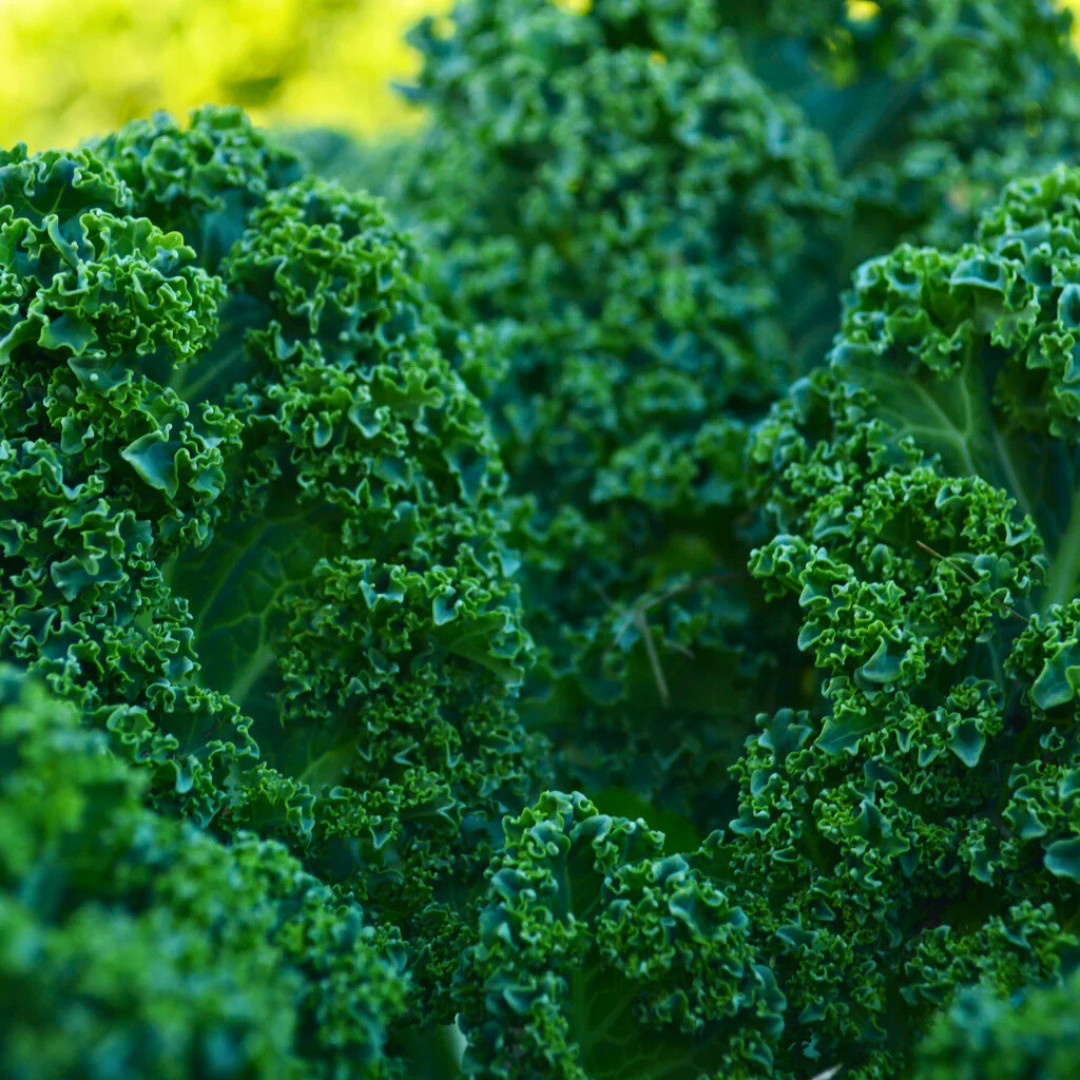 Fresh Blue Scotch Curled Kale Seeds | Heirloom Non-GMO | Fresh Vegetable Seeds