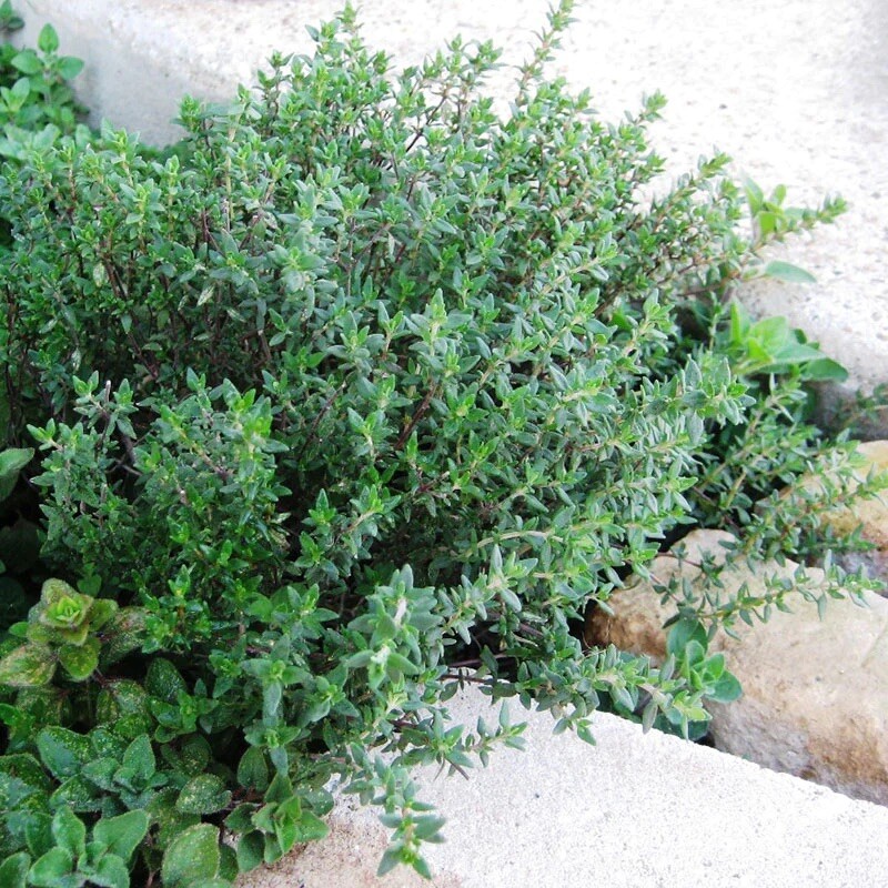 1000+ Thyme Seeds (Thymus vulgaris) – Heirloom | Non-GMO , Herb Seeds