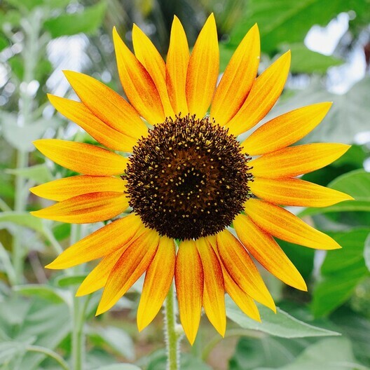 Sunflower EVENING COLORS Autumn Rust Red Birds Pollinators USA Non-GMO 100 Seeds