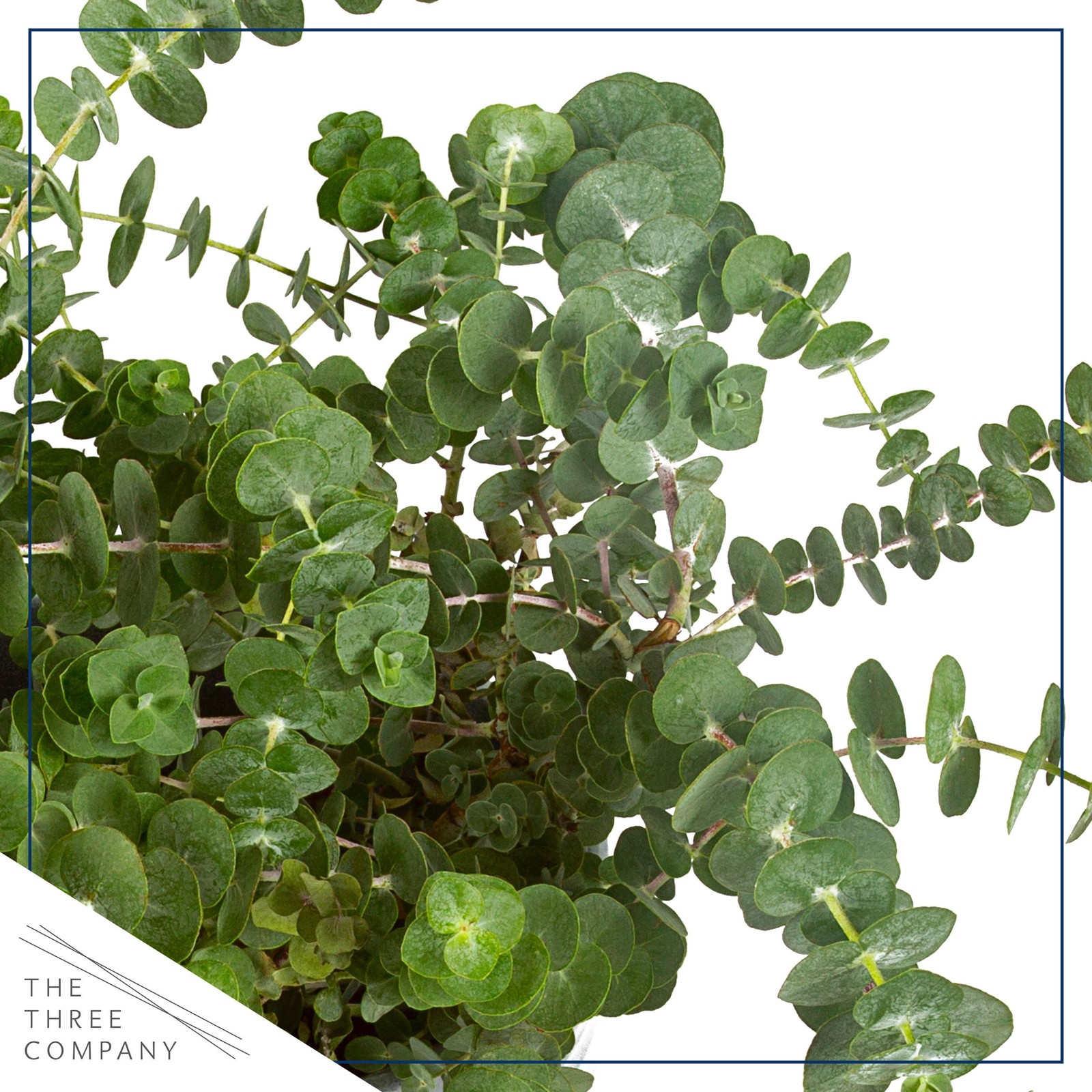 Live Aromatic and Healthy Herb – Eucalyptus, Improves Air Quality, Wrapped in…