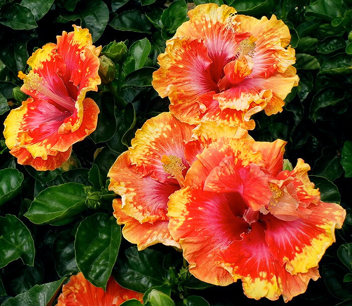 20 Orange Yellow Red Hibiscus Seeds Flowers Flower Seed Perennial Bloom 449