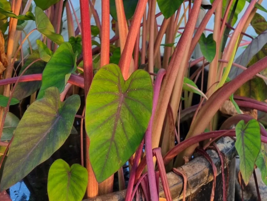 Hawaiian Punch Colocasia Plant – 4-9″ Tall – Colorful Elephant Ear – Zones 8–11