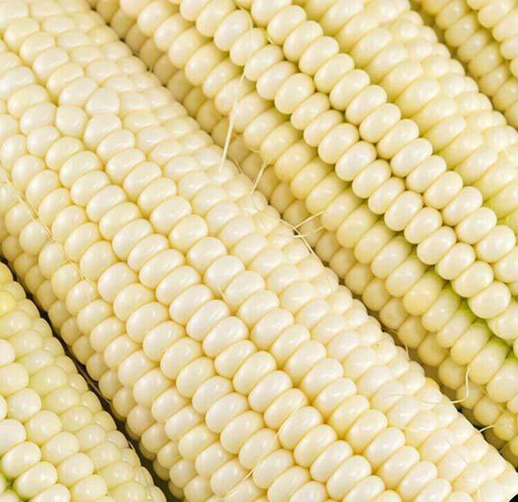 SCARBOROUGH SEEDS 25 SEEDS WHITE CORN (SILVER KING) HYBRID NON-GMO USA