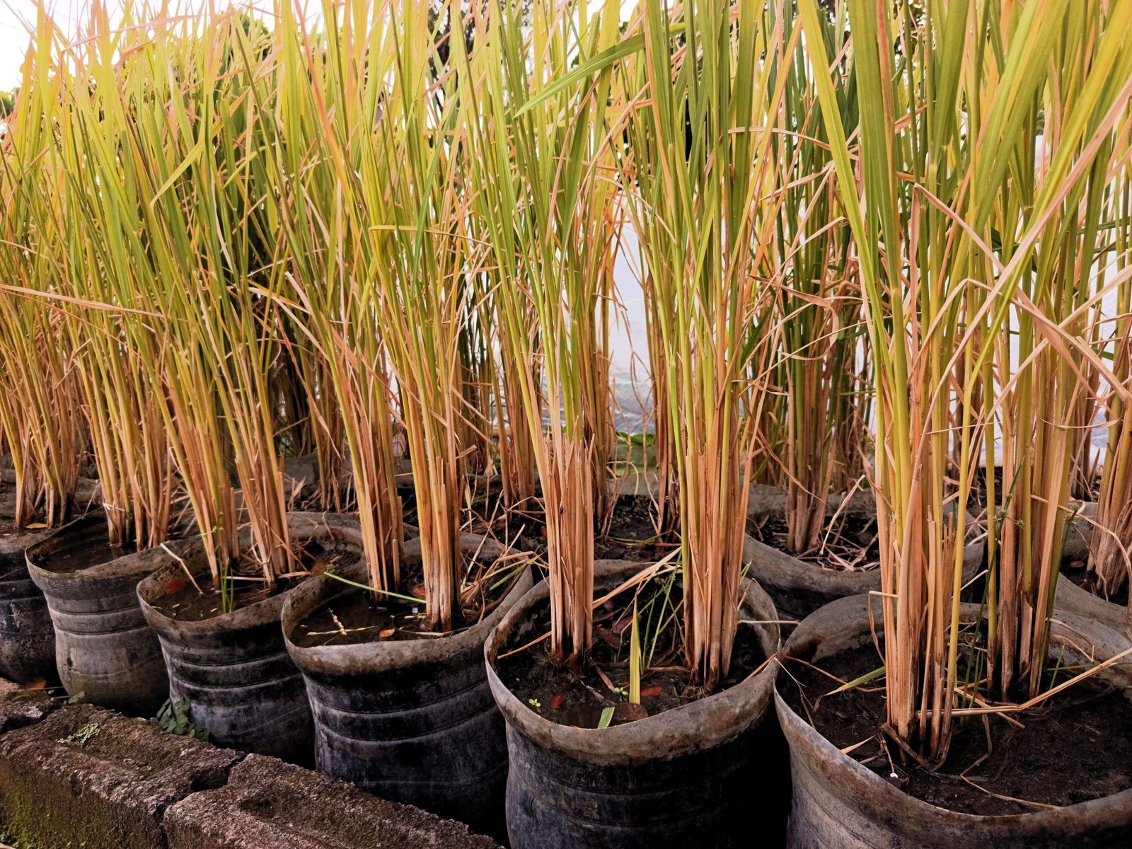 100 Long Grain BROWN WHITE RICE Oryza Sativa Vegetable Seeds