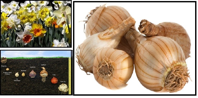 5 mixed Daffodil & Narcissus bulbs ~Woodland gardens ~Naturalize **Spring Planti
