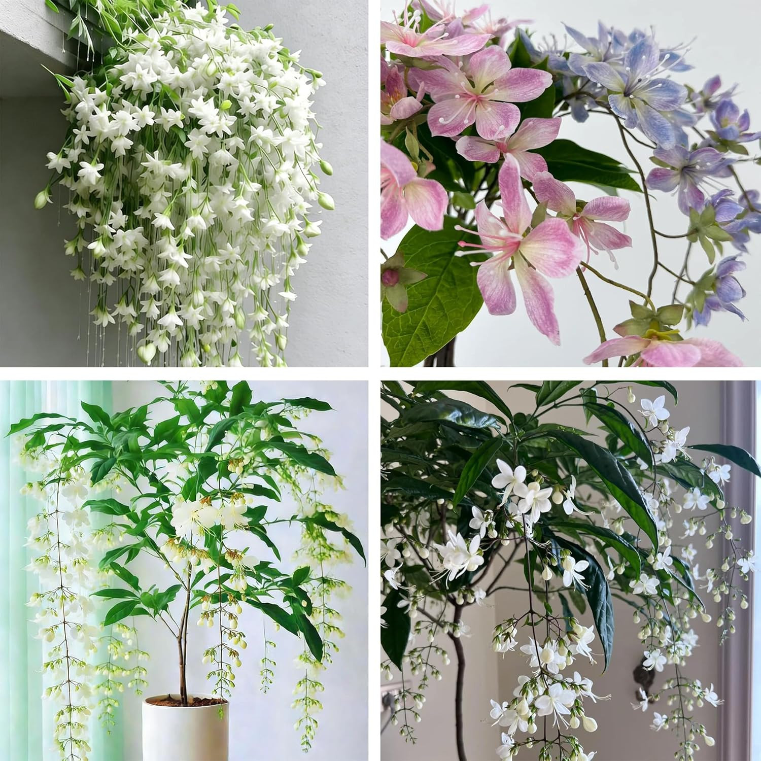 Climbing Jasmine Flower Seeds, 100 Non-GMO Jasmine Gardenia Seeds, Fragrant Flow