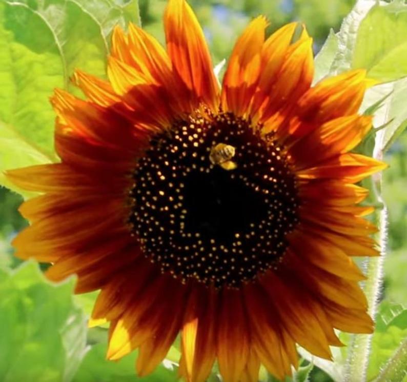 Sunflowers ALL SORTS MIX BULK 7 Varieties Beautiful Blooms Non-GMO 250 Seeds