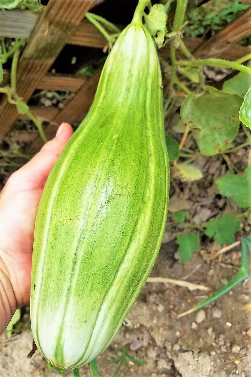 Banana Cantaloupe Seeds | Orange Casaba Melon Papaya Tropical Fruit Seeds 2024