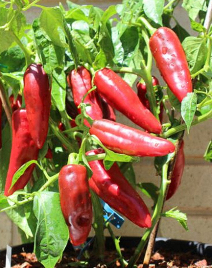 100 Joe E. Parker Chili Pepper Seeds, NUMEX, Chile, NON-GMO, Heirloom