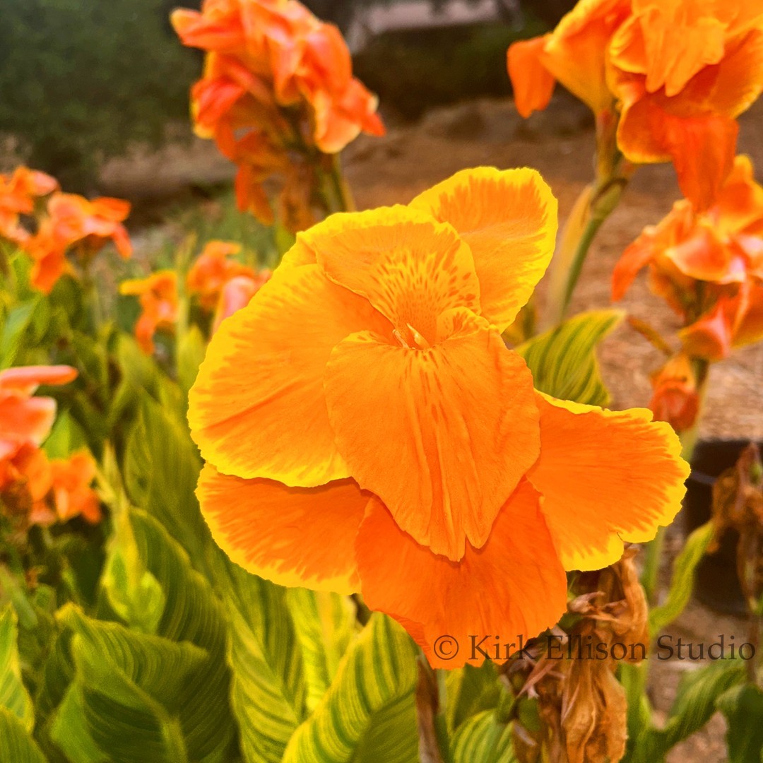 Canna Lily (1) Rhizome “BENGAL TIGER” a.k.a. “PRETORIA” Variegated Foliage!
