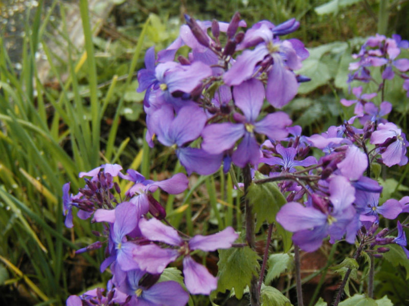 money plant, lunaria, silver dollar, 60 SEEDS! GroCo