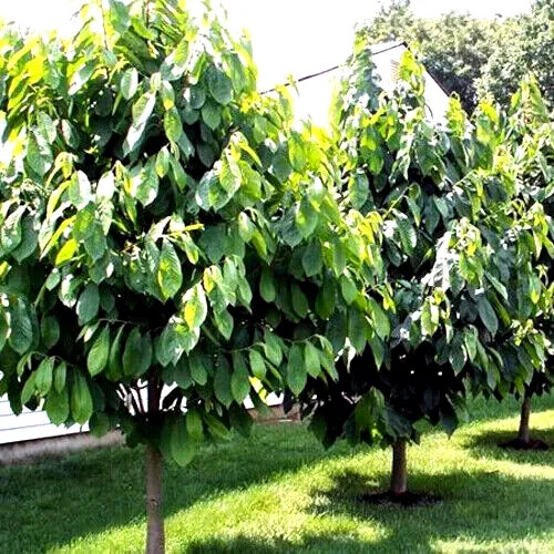 STRATIFIED PAW PAW FRUIT TREE SEEDS (Asimina Triloba) INDIAN BANANA Hardy Plant