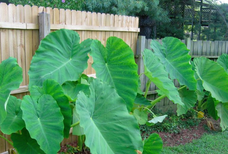 2 UPRIGHT Elephant Ears Bulbs-