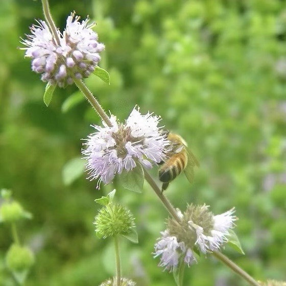 Pennyroyal Mint Seeds. (Mentha pulegium) – 100 Seeds | Heirloom , Non-GMO USA