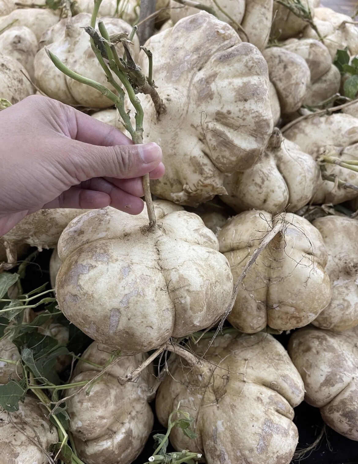 200+ SEEDS- Jicama/Singkamas SEEDS for Planting- NON GMO