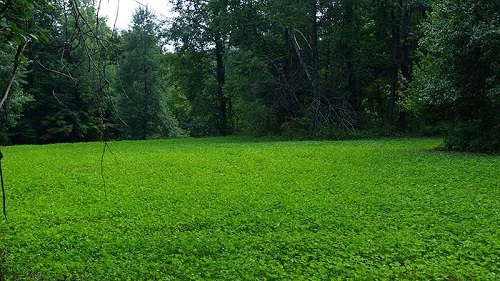 5 Lbs White LADINO CLOVER SEED For Deer Food Plot & Bees Goats Chickens Pasture