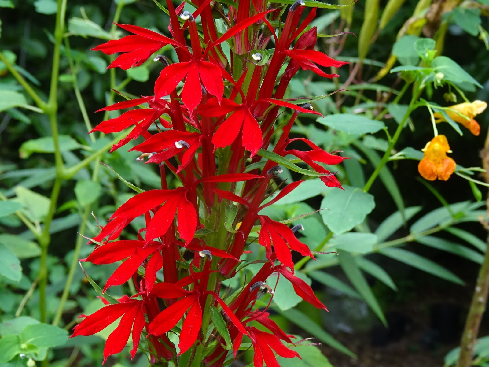 Cardinal Flower Lobelia Cardinalis Native for Hummingbirds 2000 seeds from 2023