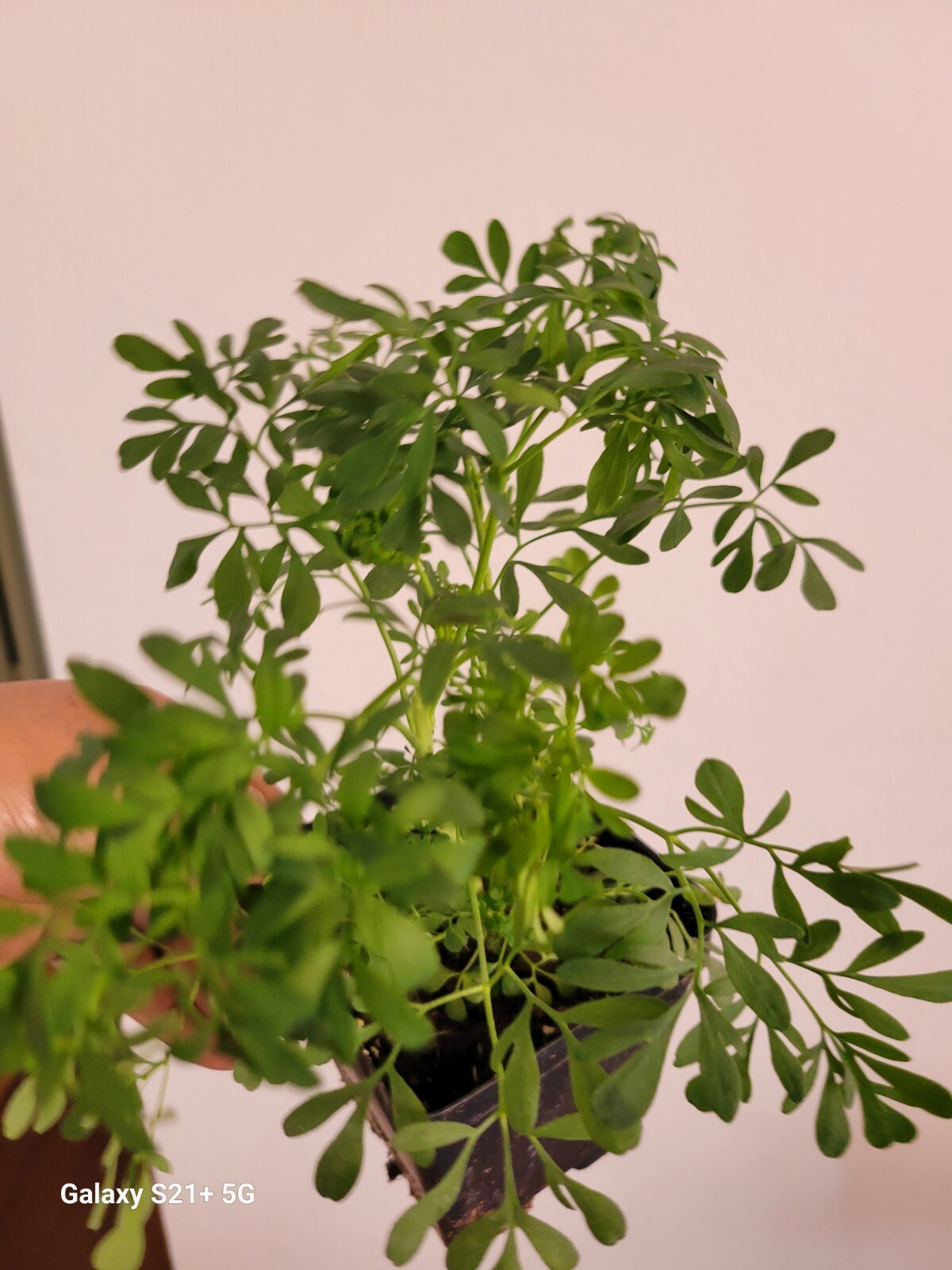 blue Rue Ruda, Ruta clean energy ,Planta de ruda macho para suerte Need Have 2
