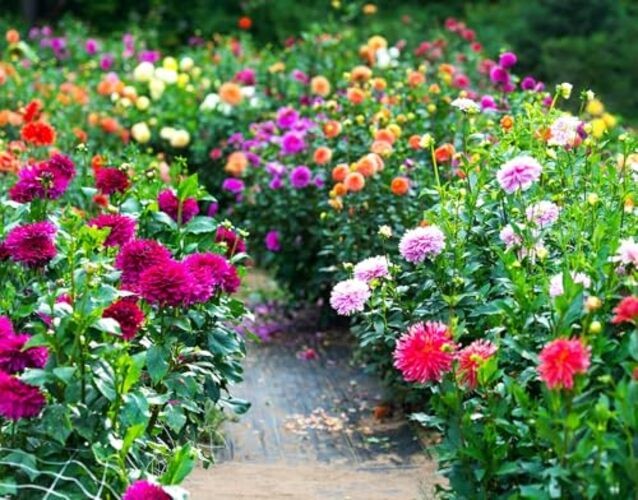 100 pcs Perennial Dahlia Labyrinth Flower Seeds for Planting – Exotic