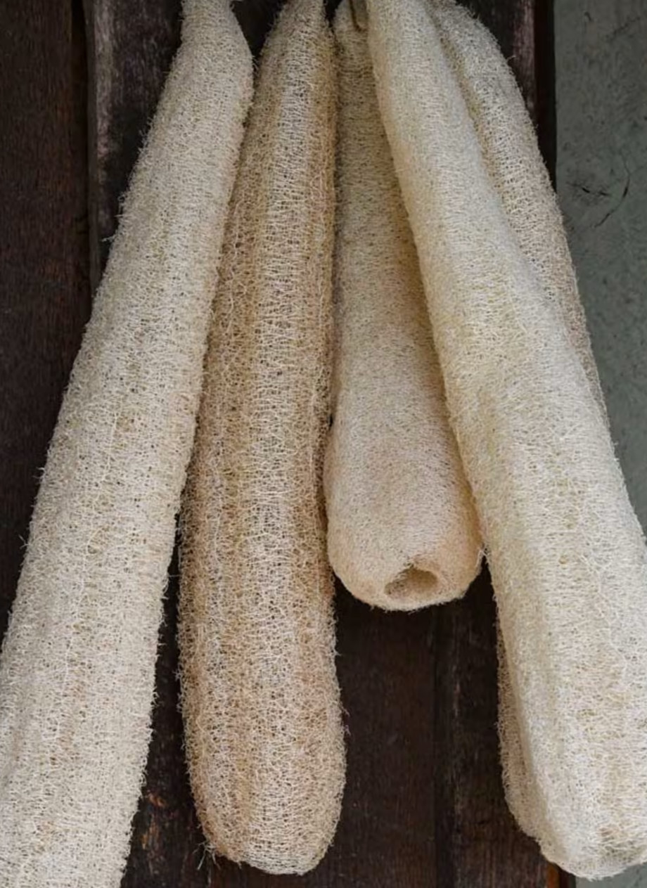 50 Super Long Luffa Gourd Seeds – Non-GMO, Luffa Sponge Gourd Seeds.