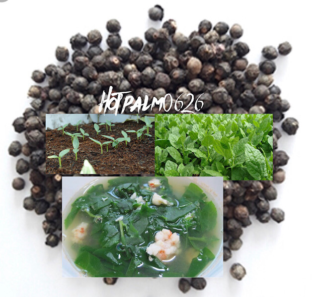 Green Malabar Short Vine Spinach Seeds -Vietnamese Mung Toi Khong leo Plant