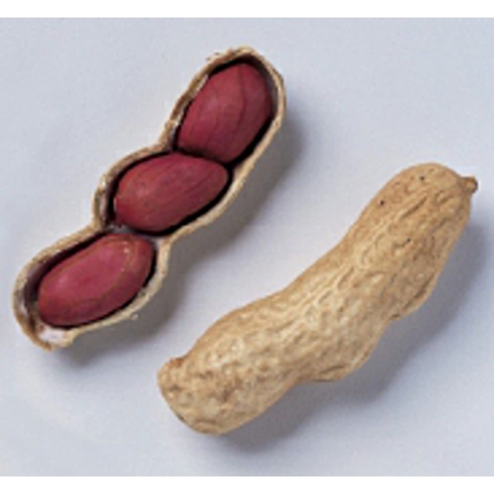 Tennessee Red Valencia Peanuts Seeds (20+ Seeds) | Non GMO | Vegetable Fruit Her