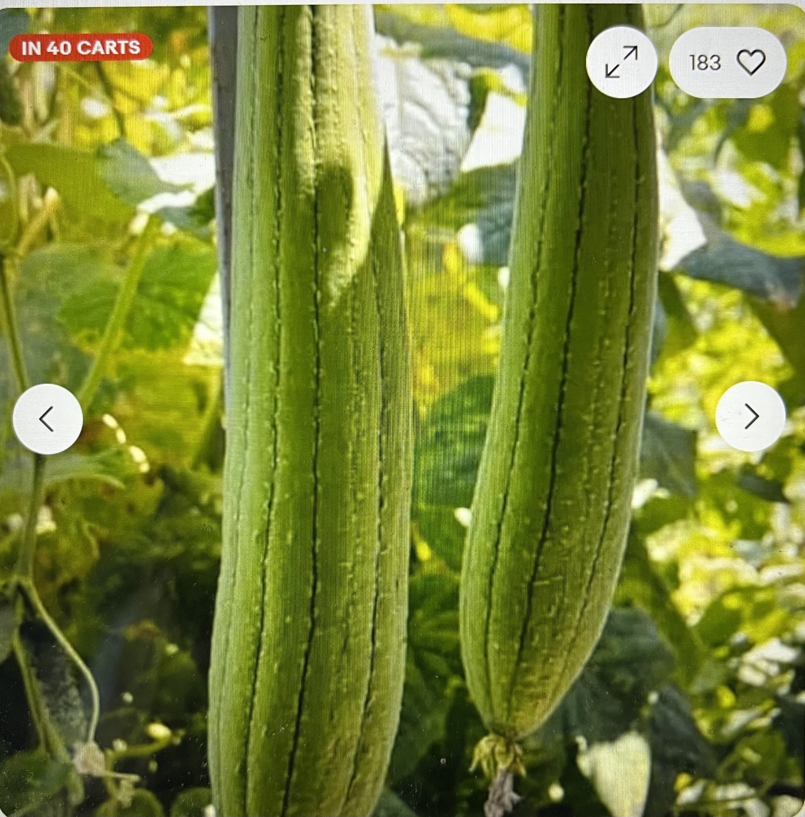 15 + Super Long Luffa Gourd Seeds – Non-GMO Heirloom Variety. Muop Huong.