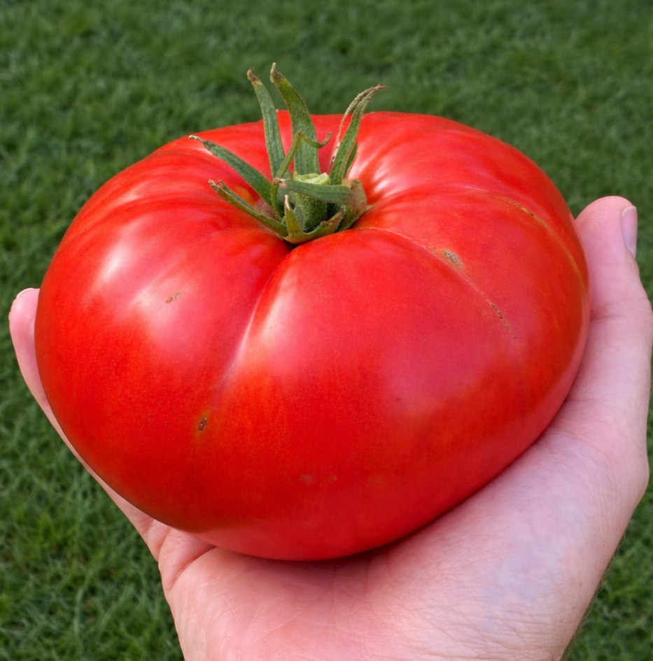500 Classic Red Beefsteak Tomato Seeds – Heirloom Indeterminate Organic NonGMO