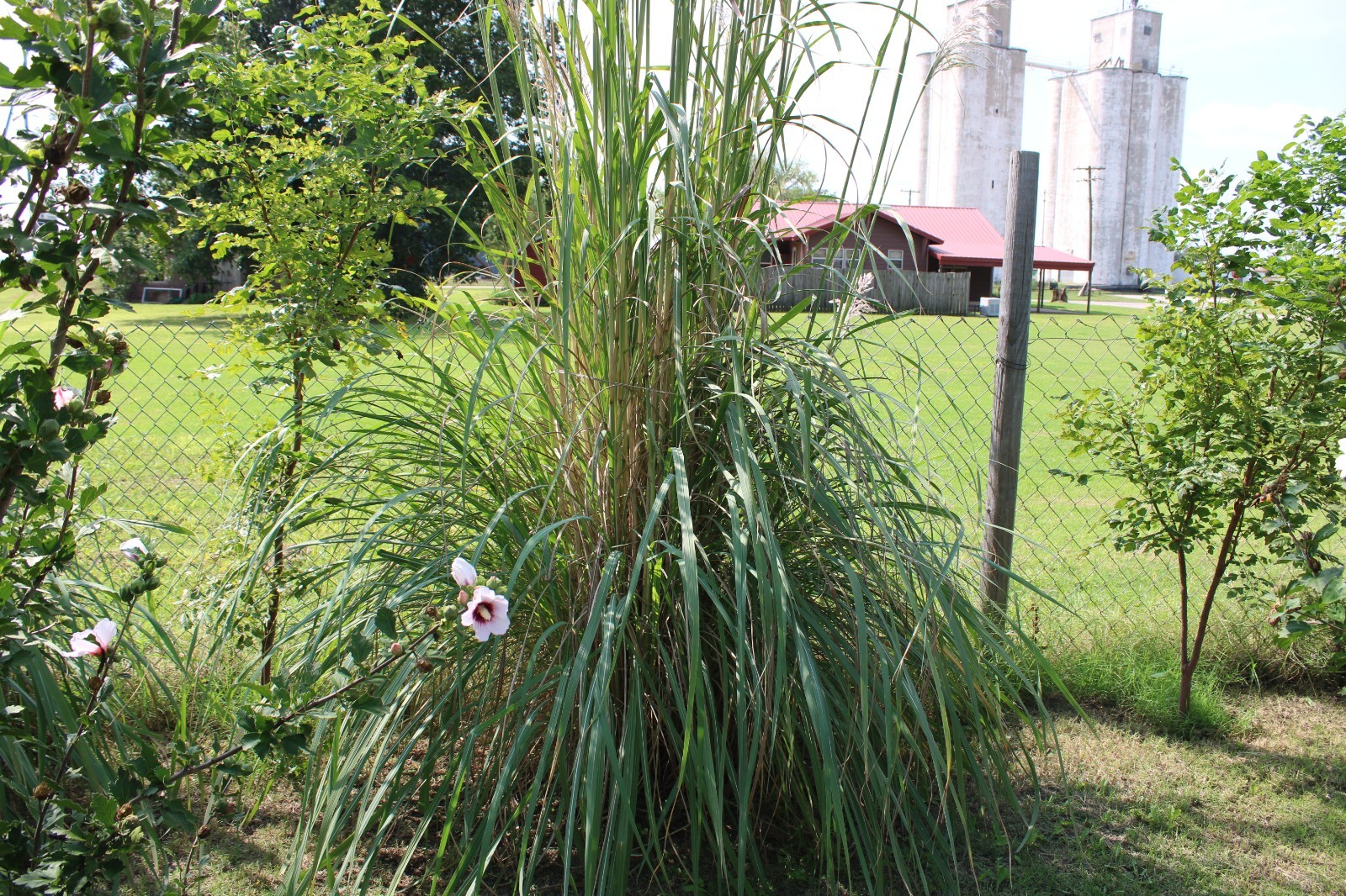1000+ Ornamental Pampas Grass Seeds Perennial Drought Hardy Fast Growers 10 Feet