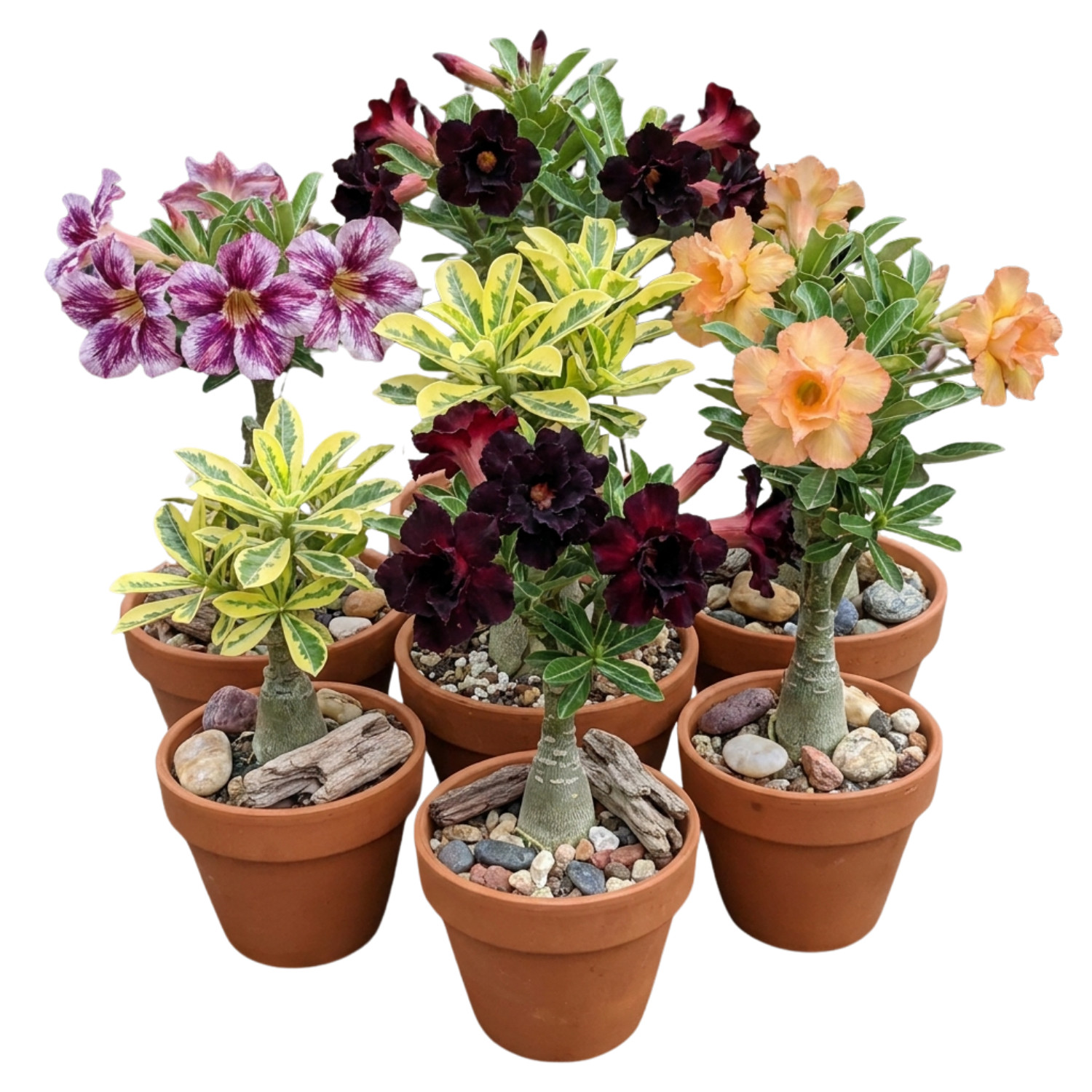 2 Mix Desert Rose Plants, Live Succulent Garden Plants 4–7″ Tall