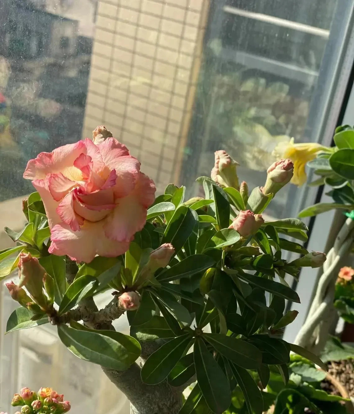 5Pcs Rare pink Desert Rose Seeds Garden Flower Decor-seed