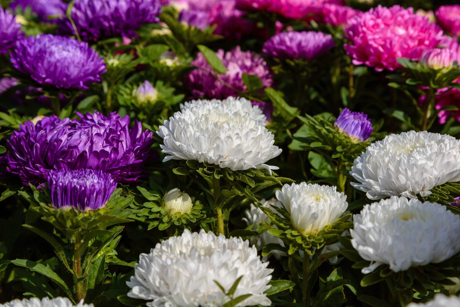 30 DUCHESS WHITE PAEONY ASTER French Peony Callistephus Flower Seeds *Comb S/H