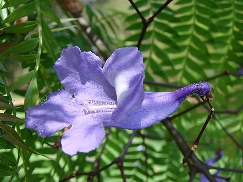 Jacaranda Mimosifolia Bonsai Tree Seeds (1,000 Seeds) + Growing Instructions