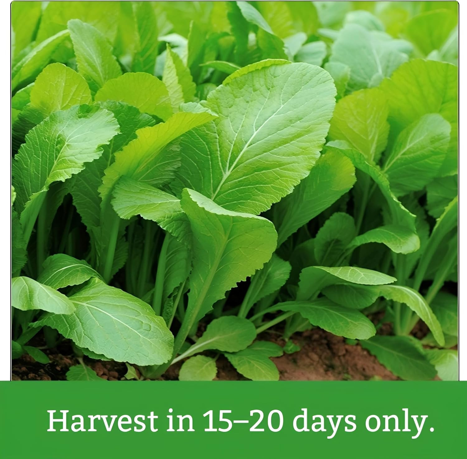 2200 Baby Mustard Greens Seeds for Planting – CAI Xanh an Non – Super Fast Harve