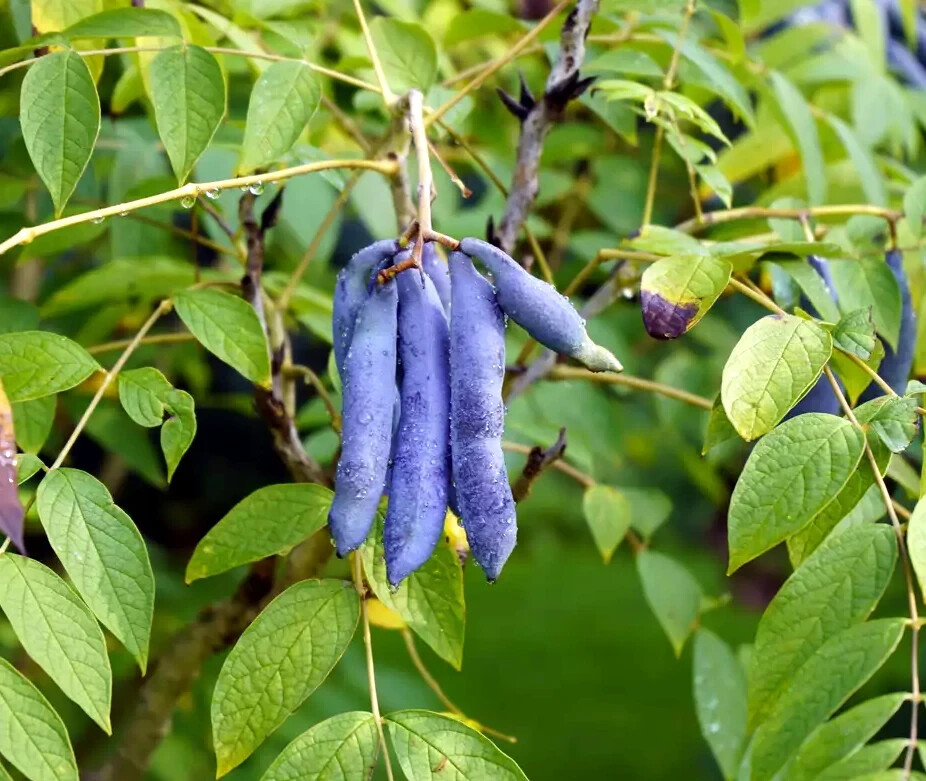 BLUE SAUSAGE FRUIT TREE SEEDS Edible & Ornamental Shrub Decaisnea fargesii Hardy