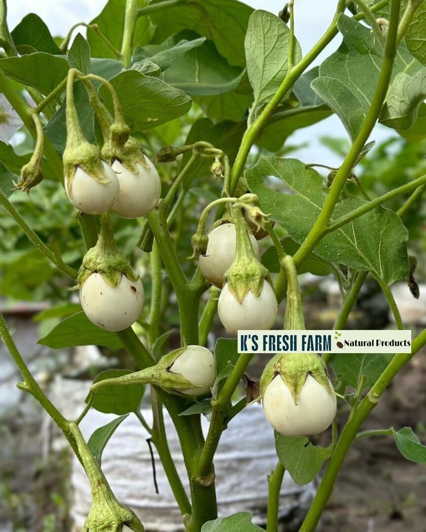 100+PCS WHITE ROUND EGGPLANT SEEDS, CÀ PHÁO TRẮNG