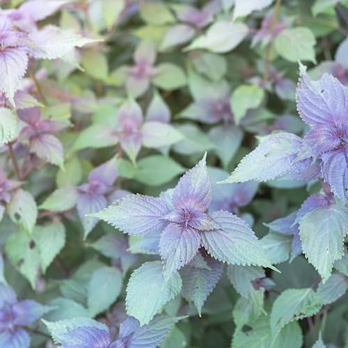 2000 Vietnamese Perilla Seeds – La Tia to – AKA. Shiso Seeds, Perilla