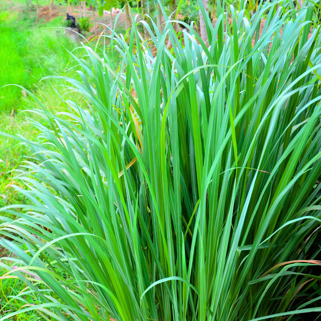 Fresh Lemongrass Herb Seeds | Xiang Mao | Heirloom Non-GMO | Asian Herb Seeds